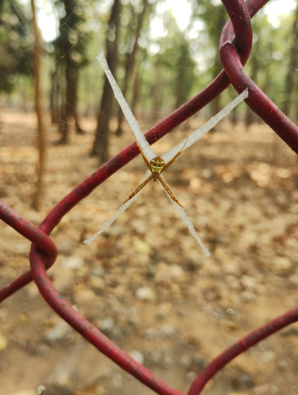 X marks the spider's web